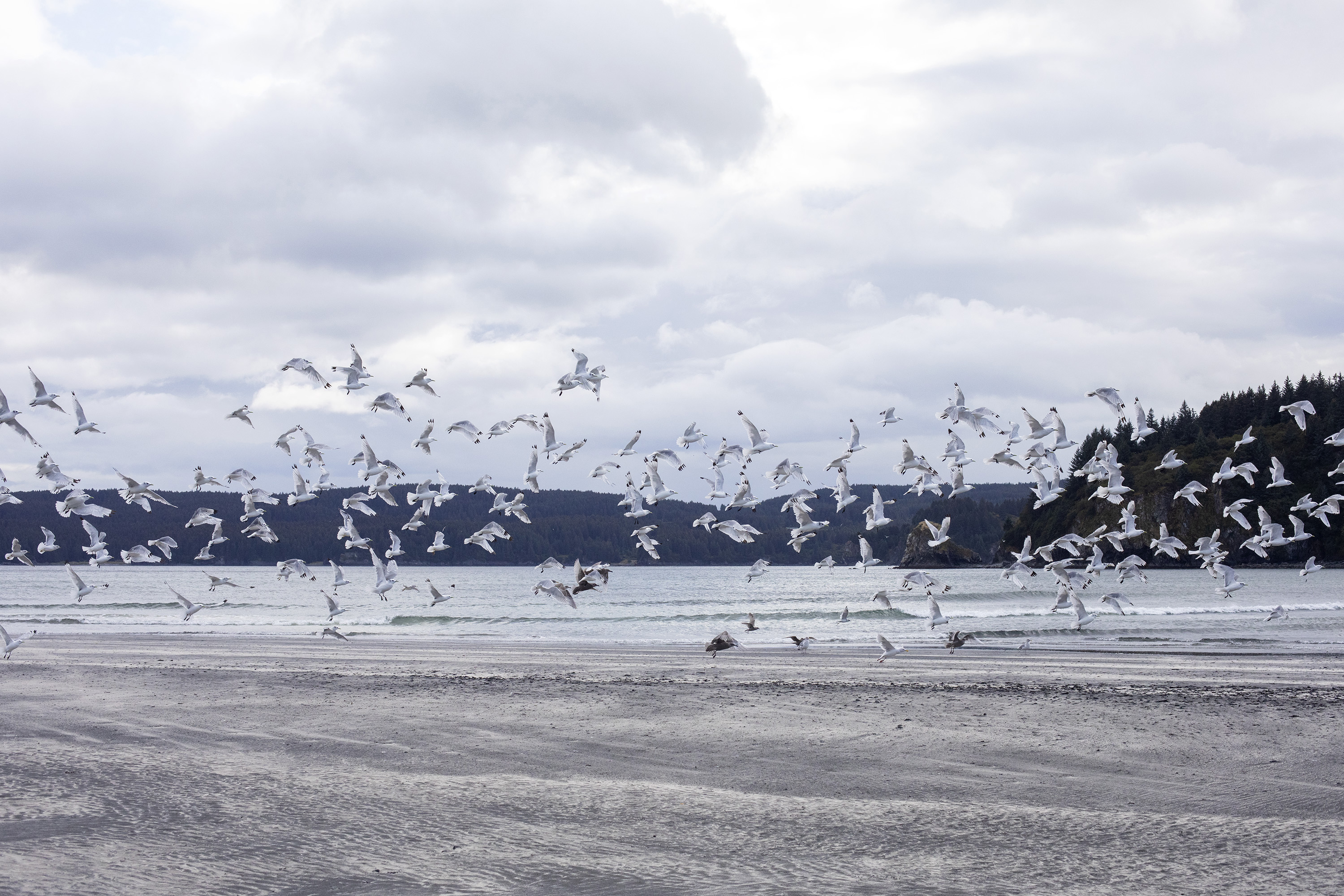 Flock of seagulls seen on White Snds Beach Kodiak AK