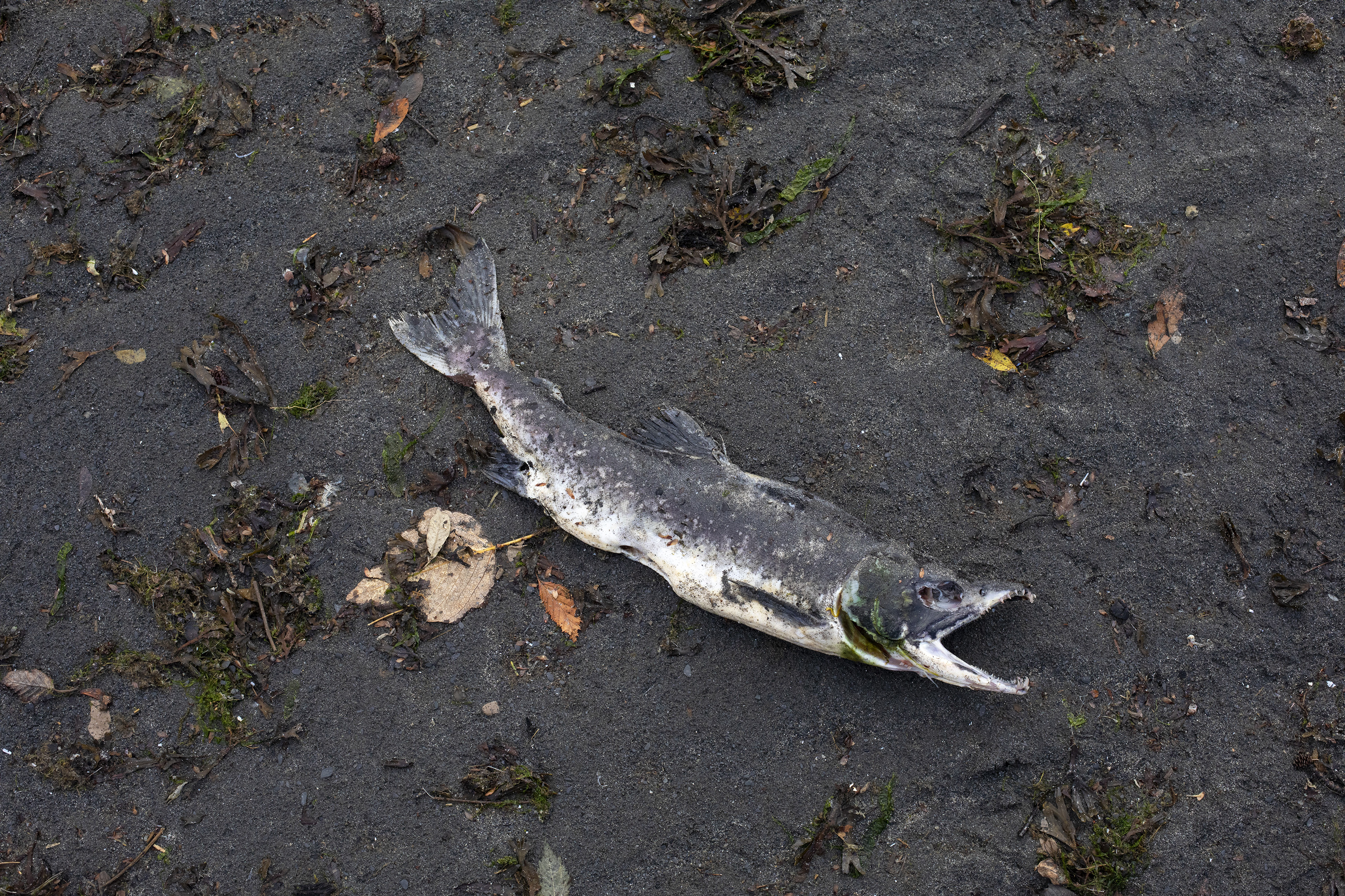 Dead salmon seen at White Sands Beach in Kodiak AK